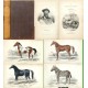 The natural history of Horses