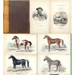 The natural history of Horses