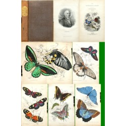 The natural history of Foreign Butterflies