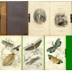 Introduction to Entomology