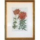 Lilium bulbiferum
