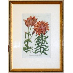Lilium bulbiferum