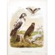 Die Raubvögel Deutschlands und des angrenzenden Mitteleuropas
