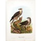 Die Raubvögel Deutschlands und des angrenzenden Mitteleuropas