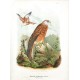 Die Raubvögel Deutschlands und des angrenzenden Mitteleuropas
