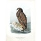 Die Raubvögel Deutschlands und des angrenzenden Mitteleuropas