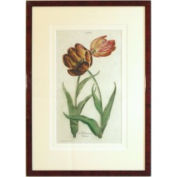 Tulipa II. La Solitaire brune
